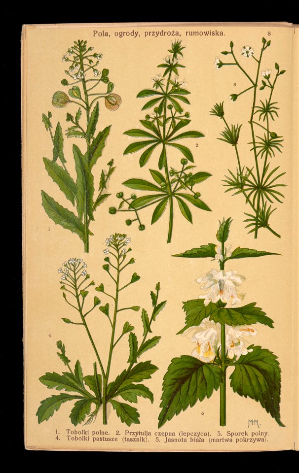 Rosliny wiosenne 1911 (108186212)