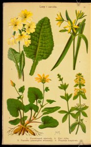 Rosliny wiosenne 1936 (107954994)
