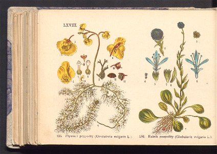 Rosliny europejskie 1911 (100264810)