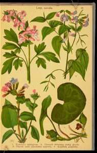 Rosliny wiosenne 1936 (107955033)