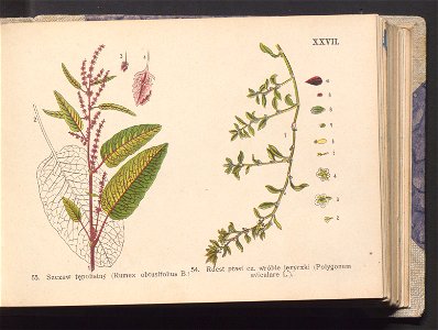 Rosliny europejskie 1911 (100263430)