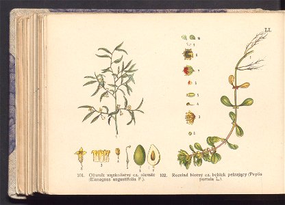 Rosliny europejskie 1911 (100264110)