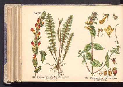 Rosliny europejskie 1911 (100264791)