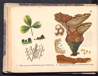 Rosliny europejskie 1911 (100263090)