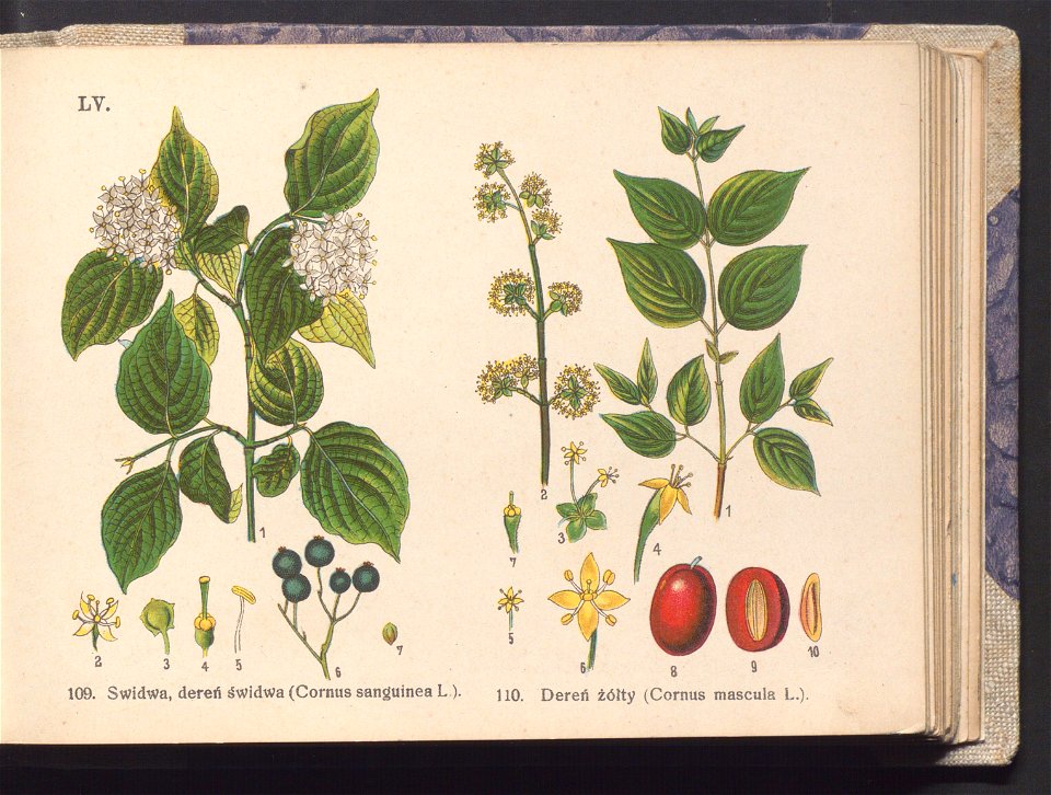 Rosliny europejskie 1911 (100264187)
