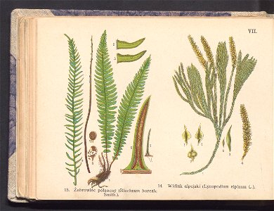 Rosliny europejskie 1911 (100263245)