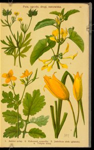 Rosliny wiosenne 1936 (107955012)