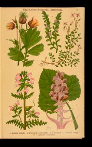 Rosliny wiosenne 1911 (108186247)