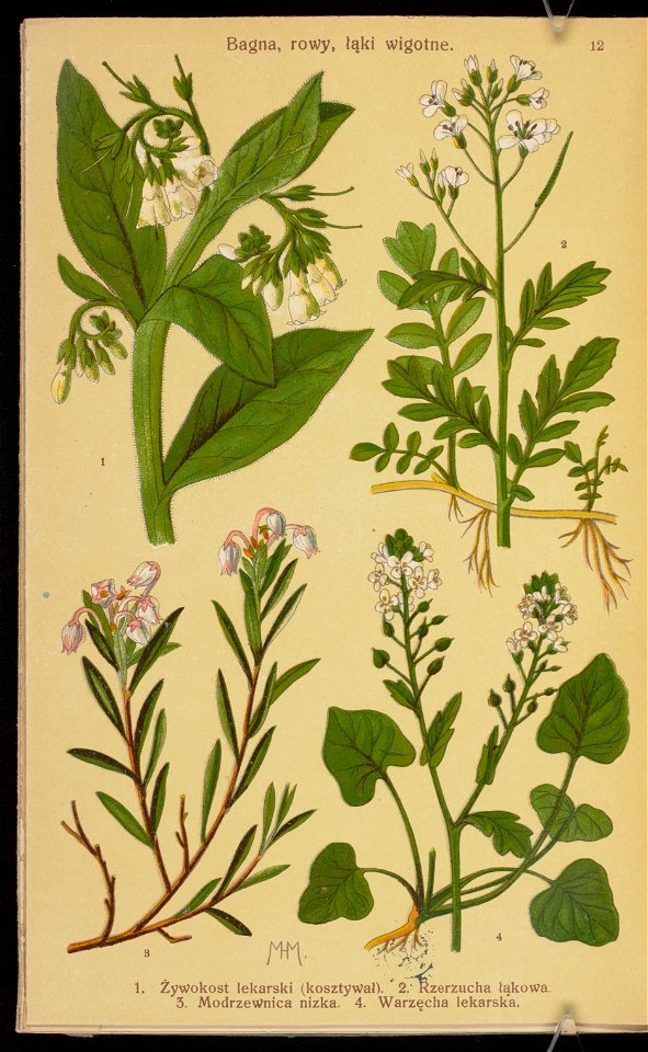 Rosliny wiosenne 1936 (107954988)