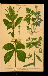 Rosliny wiosenne 1911 (108186267)
