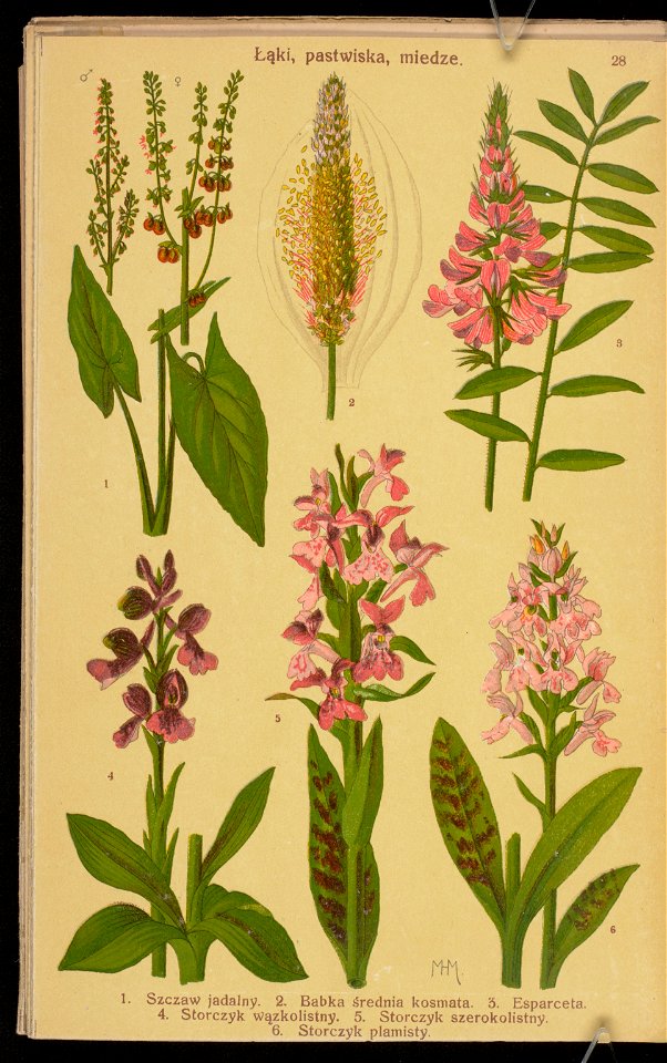 Rosliny wiosenne 1936 (107955042)