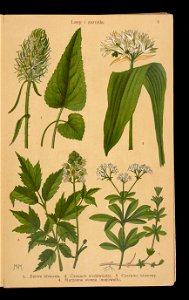 Rosliny wiosenne 1911 (108186207)