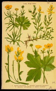 Rosliny wiosenne 1936 (107954999)