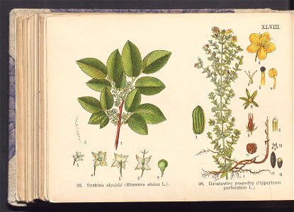 Rosliny europejskie 1911 (100264044)