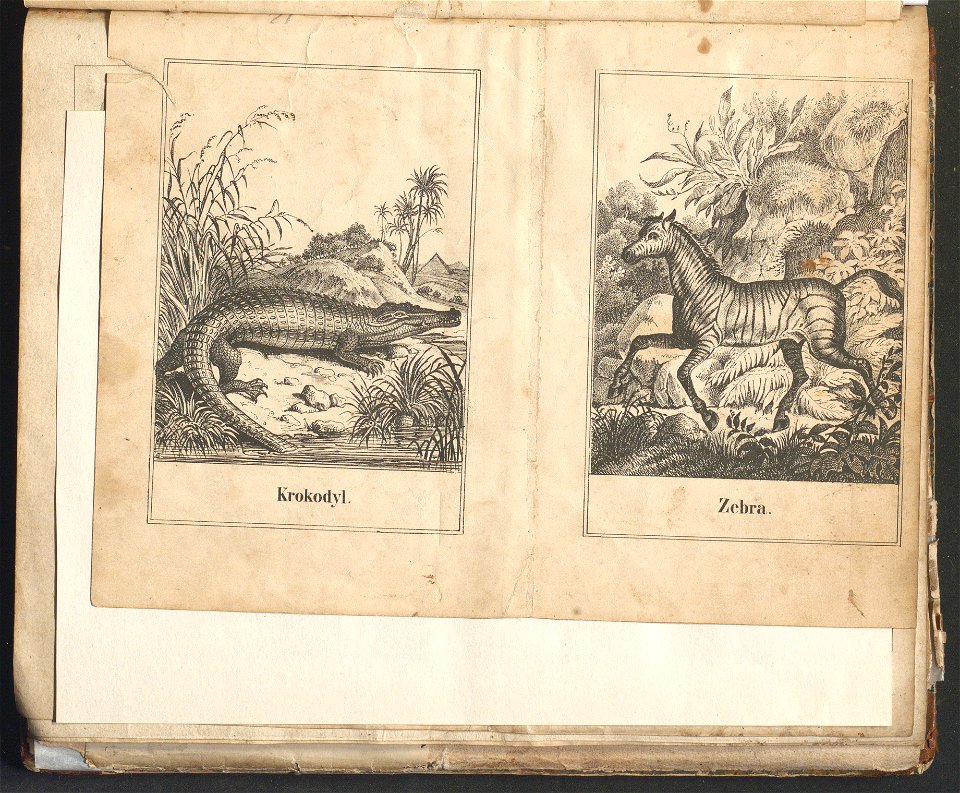 Swiat w obrazach - wiazanie dla dzieci, z opisaniem i 300 wizerunkami 1842 (123383130)