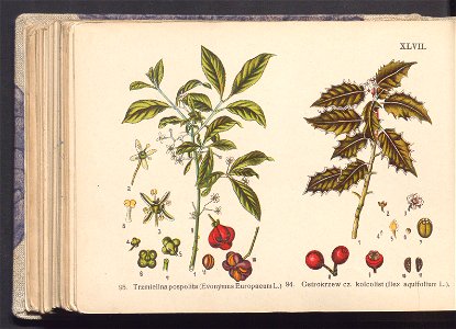 Rosliny europejskie 1911 (100264021)
