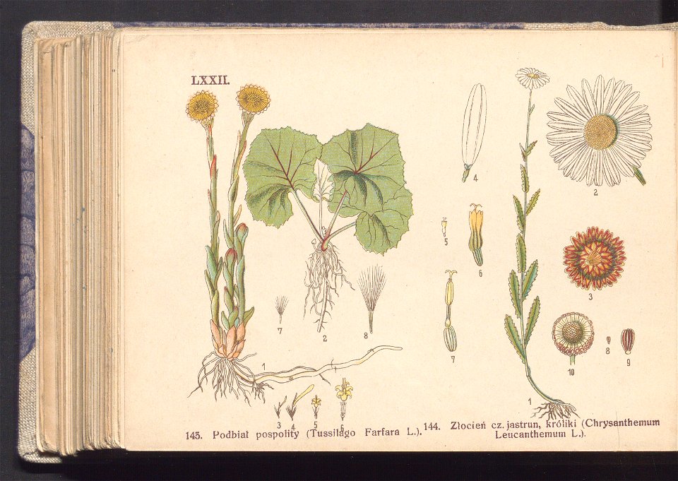 Rosliny europejskie 1911 (100264922)