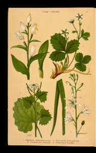 Rosliny wiosenne 1911 (108186208)