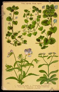 Rosliny wiosenne 1936 (107955065)