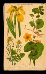 Rosliny wiosenne 1911 (108186235)