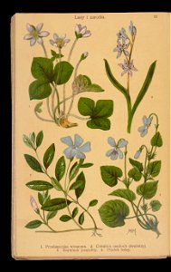 Rosliny wiosenne 1911 (108186249)