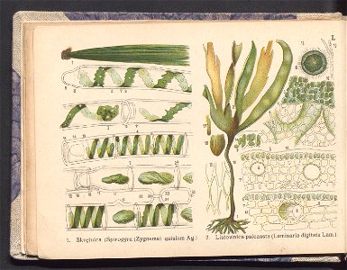 Rosliny europejskie 1911 (100263065)