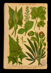 Rosliny wiosenne 1911 (108186269)