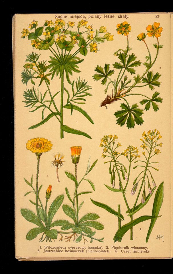Rosliny wiosenne 1911 (108186231)