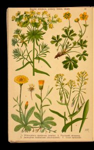 Rosliny wiosenne 1911 (108186231)