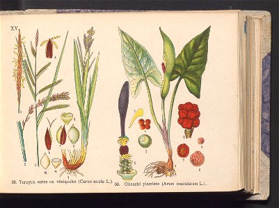 Rosliny europejskie 1911 (100263331)
