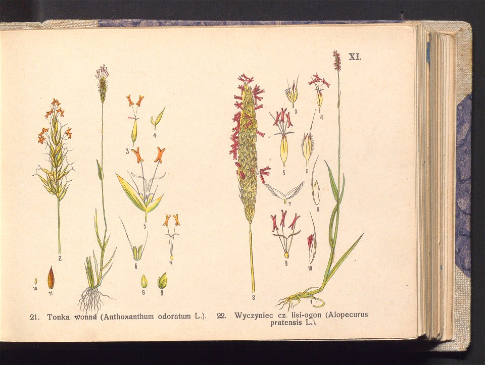 Rosliny europejskie 1911 (100263291)