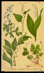 Rosliny wiosenne 1936 (107954952)