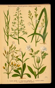 Rosliny wiosenne 1911 (108186215)