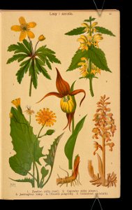 Rosliny wiosenne 1911 (108186219)