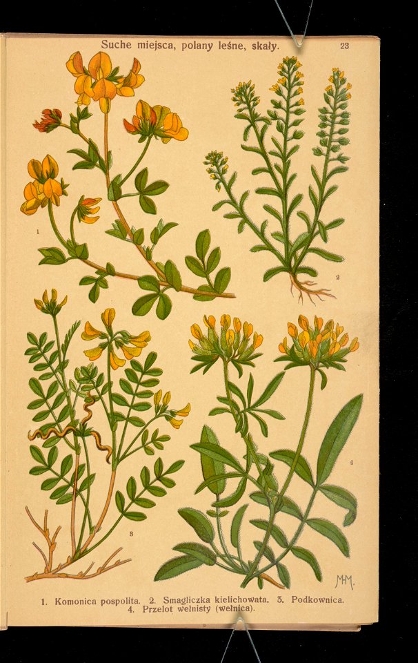 Rosliny wiosenne 1911 (108186233)