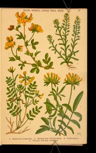 Rosliny wiosenne 1911 (108186233)