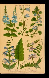 Rosliny wiosenne 1911 (108186258)