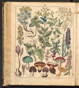 Swiat w obrazach - wiazanie dla dzieci, z opisaniem i 300 wizerunkami 1842 (123383065)