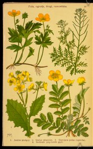 Rosliny wiosenne 1936 (107955009)