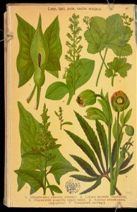 Rosliny wiosenne 1936 (107955074)