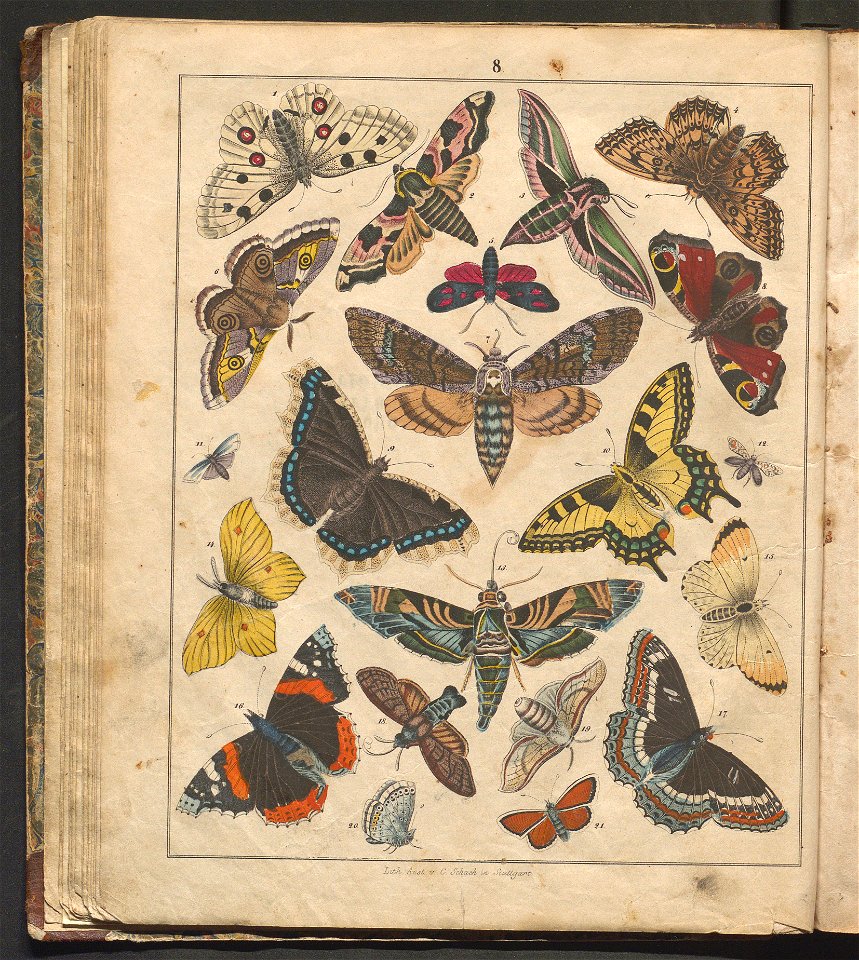 Swiat w obrazach - wiazanie dla dzieci, z opisaniem i 300 wizerunkami 1842 (123383041)