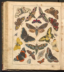 Swiat w obrazach - wiazanie dla dzieci, z opisaniem i 300 wizerunkami 1842 (123383041)
