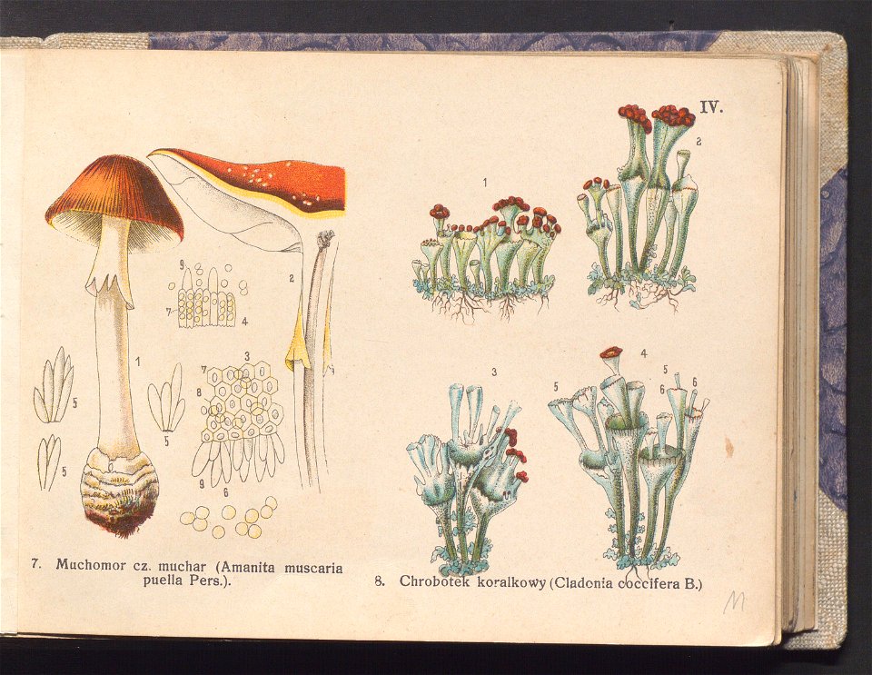 Rosliny europejskie 1911 (100263098)