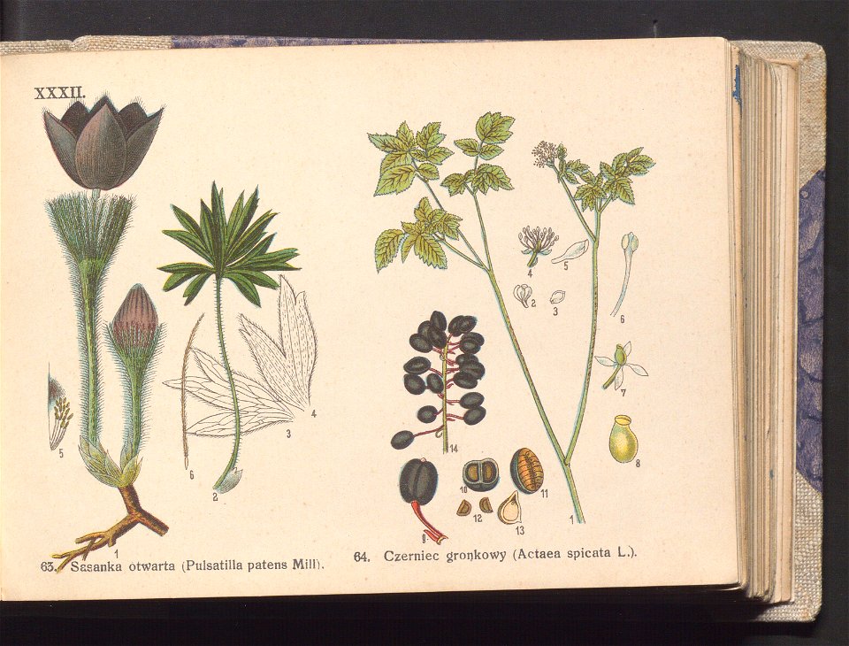 Rosliny europejskie 1911 (100263545)