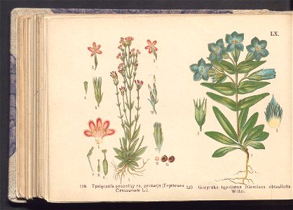 Rosliny europejskie 1911 (100264301)