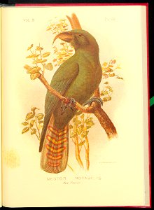 The cockatoos and nestors of Australia and New Zealand 1981 (13384250)