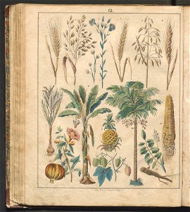 Swiat w obrazach - wiazanie dla dzieci, z opisaniem i 300 wizerunkami 1842 (123383057)