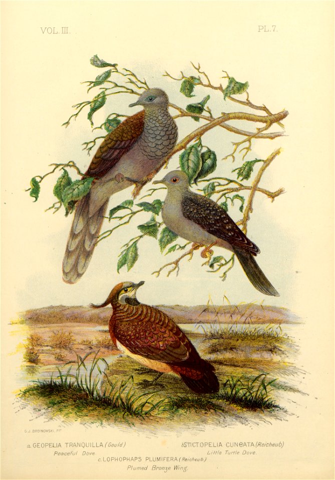 The Pigeons of Australia 1888 (13418288)