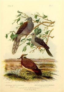 The Pigeons of Australia 1888 (13418288)