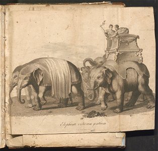 Swiat w obrazach - wiazanie dla dzieci, z opisaniem i 300 wizerunkami 1842 (123383161)